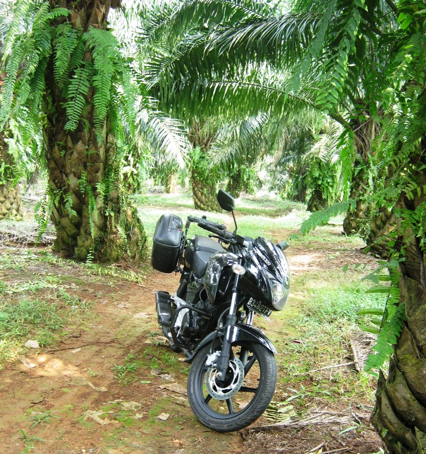 kebun kelapa sawit
